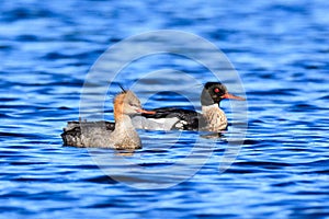 Mergus serrator, Red-breasted Merganser.