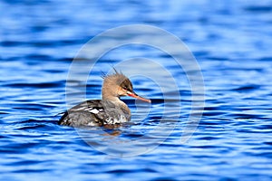 Mergus serrator, Red-breasted Merganser.