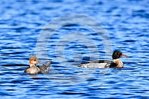 Mergus serrator, Red-breasted Merganser.