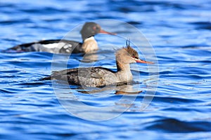 Mergus serrator, Red-breasted Merganser.