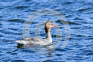 Mergus serrator, Red-breasted Merganser.