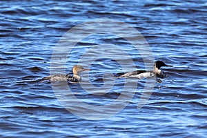 Mergus serrator. Wild ducks in spring in the Arctic zone of Russia