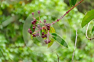 Meriana Flower (Meriania Nobilis) in the Protected Natural Area photo