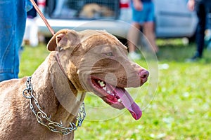 Ðmerican pit bull terrier  on a leash while walking in the park