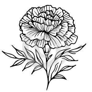 merican traditional marigold tattoo, marigold vector art, marigold flower tattoo drawing, simple marigold flower tattoo