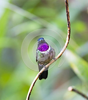 Merida-zonnekolibrie, Amethyst-throated Sunangel, Heliangelus am photo