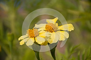 merigold flower or tagetes merigolds or ganda.