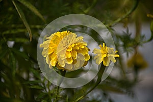 merigold flower or tagetes merigolds or ganda.