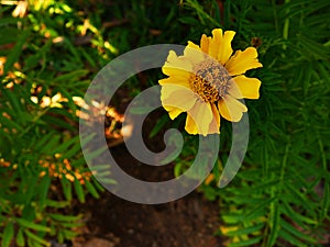 Merigold flower yellow.