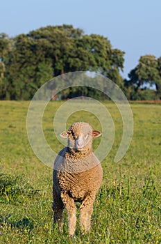 Merina sheep