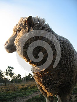 Merino ewe photo