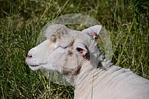 Merino Ewe After Shearing With Topnotch Left On Head photo