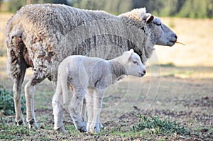 Merino ewe sheep with her new baby Spring lamb