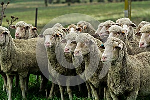 Merino ewes in yards