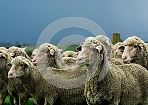 Merino ewes in yards