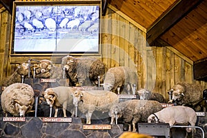 Merino and other breeds