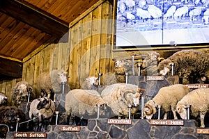 Merino and other breeds