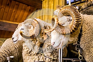 Merino and other breeds