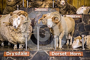 Merino and other breeds