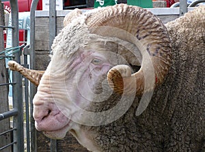 Merino ram head with horns close up