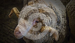 Merino Ram Head Shot