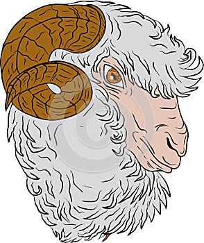 Merino Ram Sheep Head Drawing