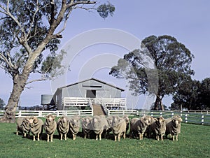 Merino rams