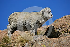 Merino sheep