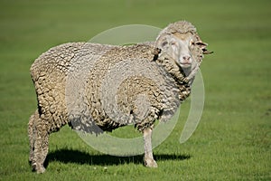 Merino sheep photo