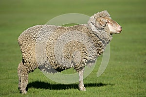 Merino sheep photo