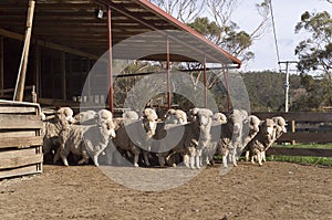 Merino Sheep