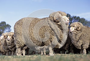 Merino sheep photo