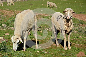 Merino sheep