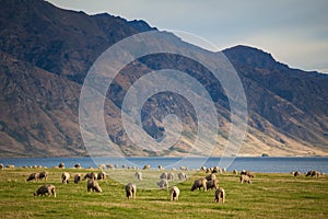 Merino sheep