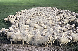 Merino sheep