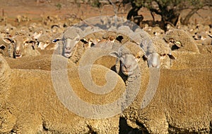 Merino Sheep