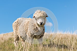 Merino sheep against blue sky