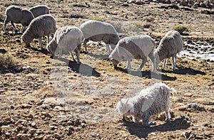 Pecora un capre gregge alimentazione 