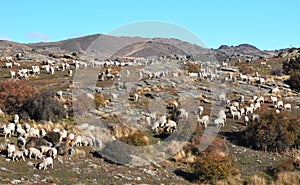 Merino Sheep On Bendigo Station, Otago New Zealand