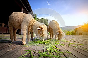 Merino sheep eating luzi grass in countryside farm