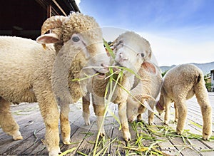 Merino sheep eating ruzi grass leaves on wood ground