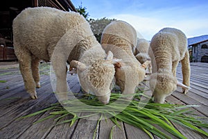 Merino sheep eating ruzi grass leaves on wood ground of rural li