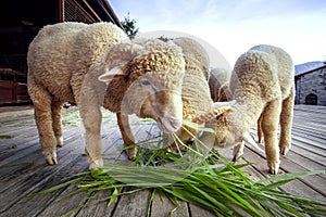 Merino sheep eating ruzi grass in rural farm