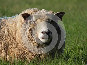 A Merino sheep ewe resting in a farm paddock during lambing season