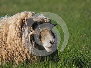 A Merino sheep ewe resting in a farm paddock during lambing season