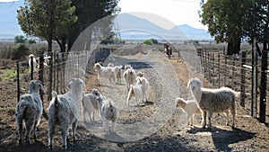 Merino Sheep Farm