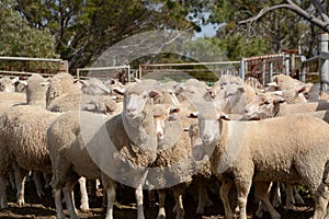 Merino sheep on a farm in Australia photo