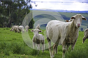 Merino sheep farm pasture land in midlands meander KZN South Africa