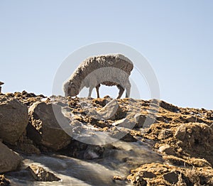 Merino sheep is feeding in the Drakensberg, Lesotho.