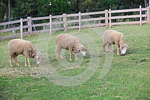 Merino sheep feeding in green grass field of rural ranch farm